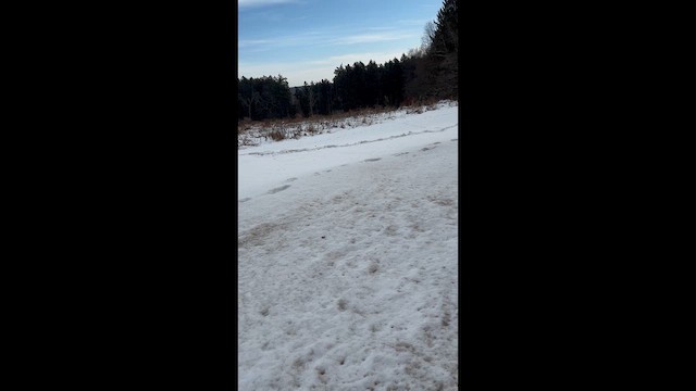 Blue Jay - ML647143485