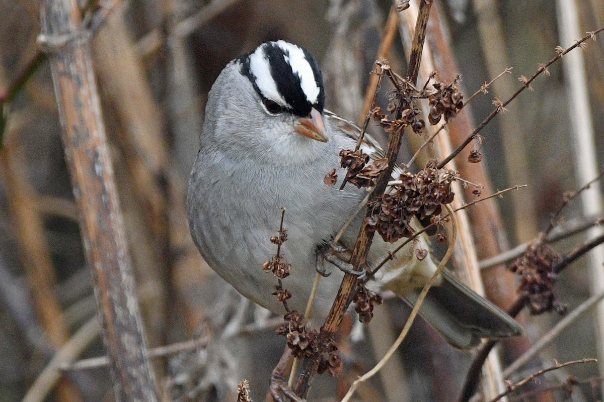 Белобровая овсянка - ML647143492