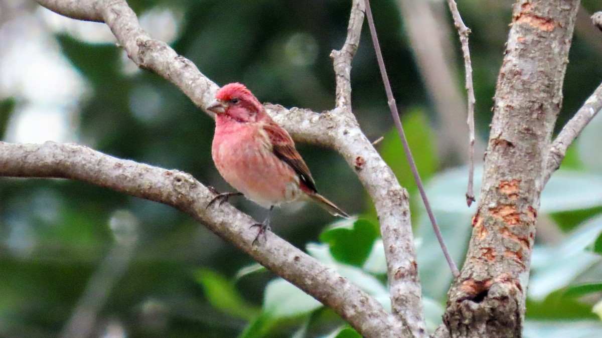 Purple Finch - ML647143505