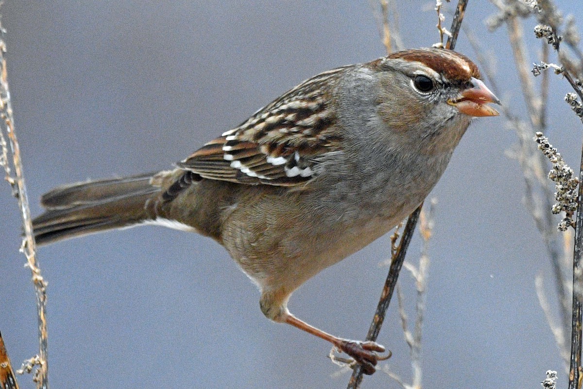 Белобровая овсянка - ML647143517