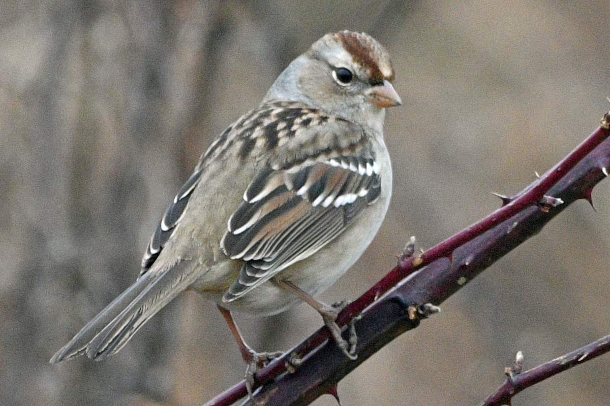 Белобровая овсянка - ML647143518
