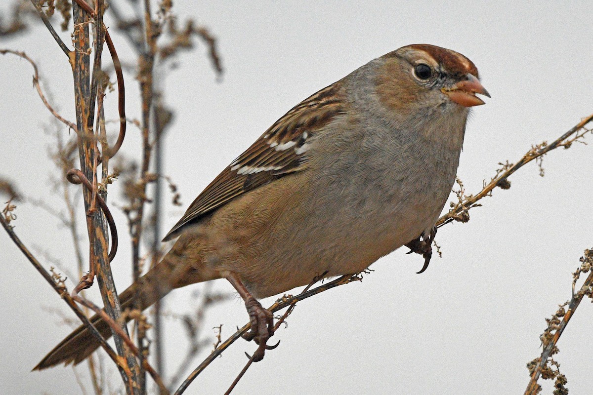 Белобровая овсянка - ML647143519
