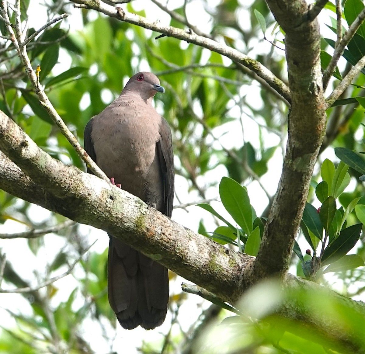 コバシバト - ML647143537