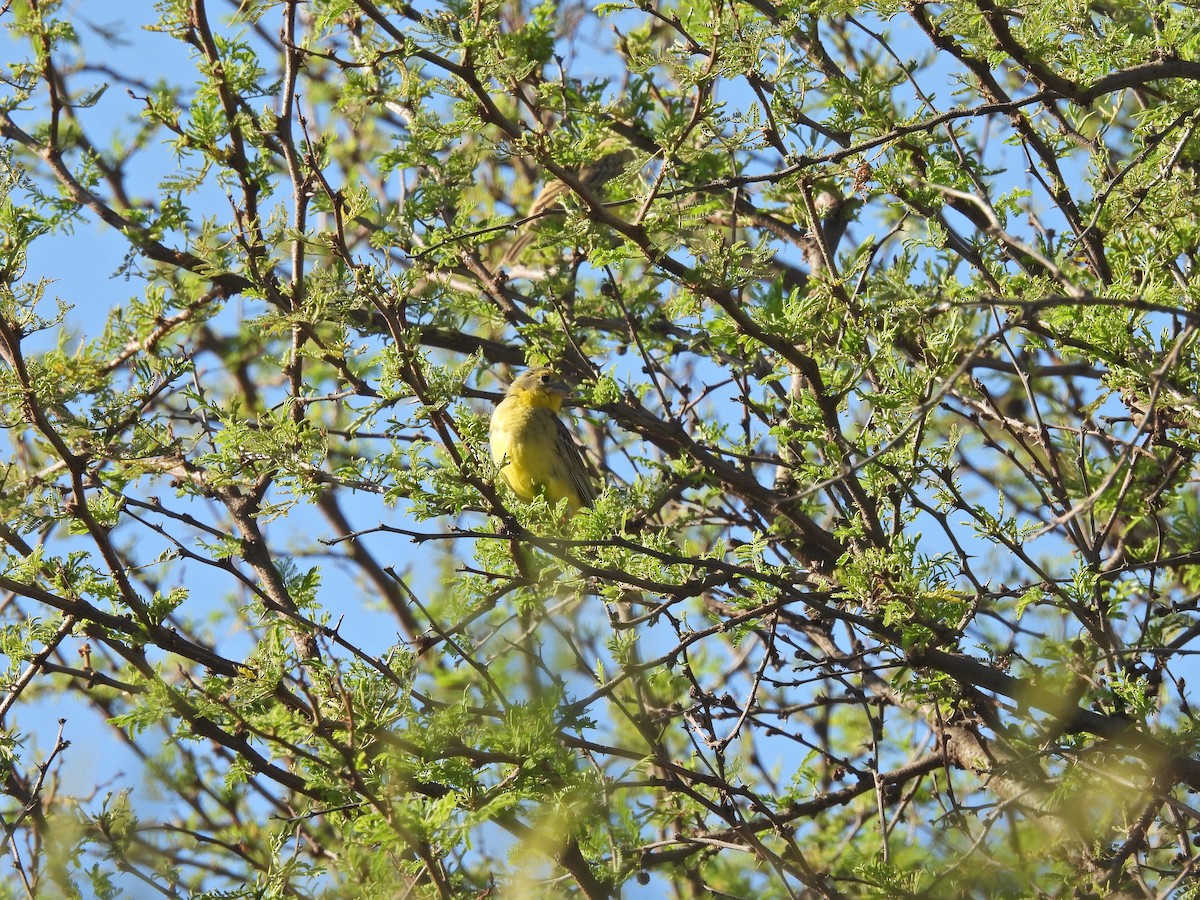 Kurzschnabel-Gilbtangare - ML647143542