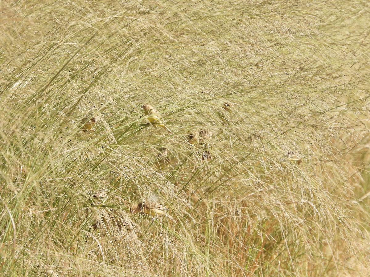 Kurzschnabel-Gilbtangare - ML647143543