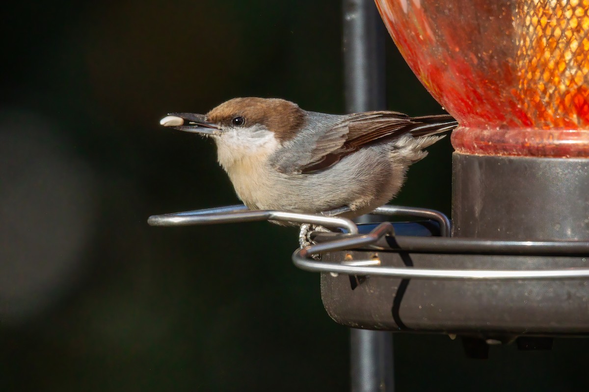 Brown-headed Nuthatch - ML647143548