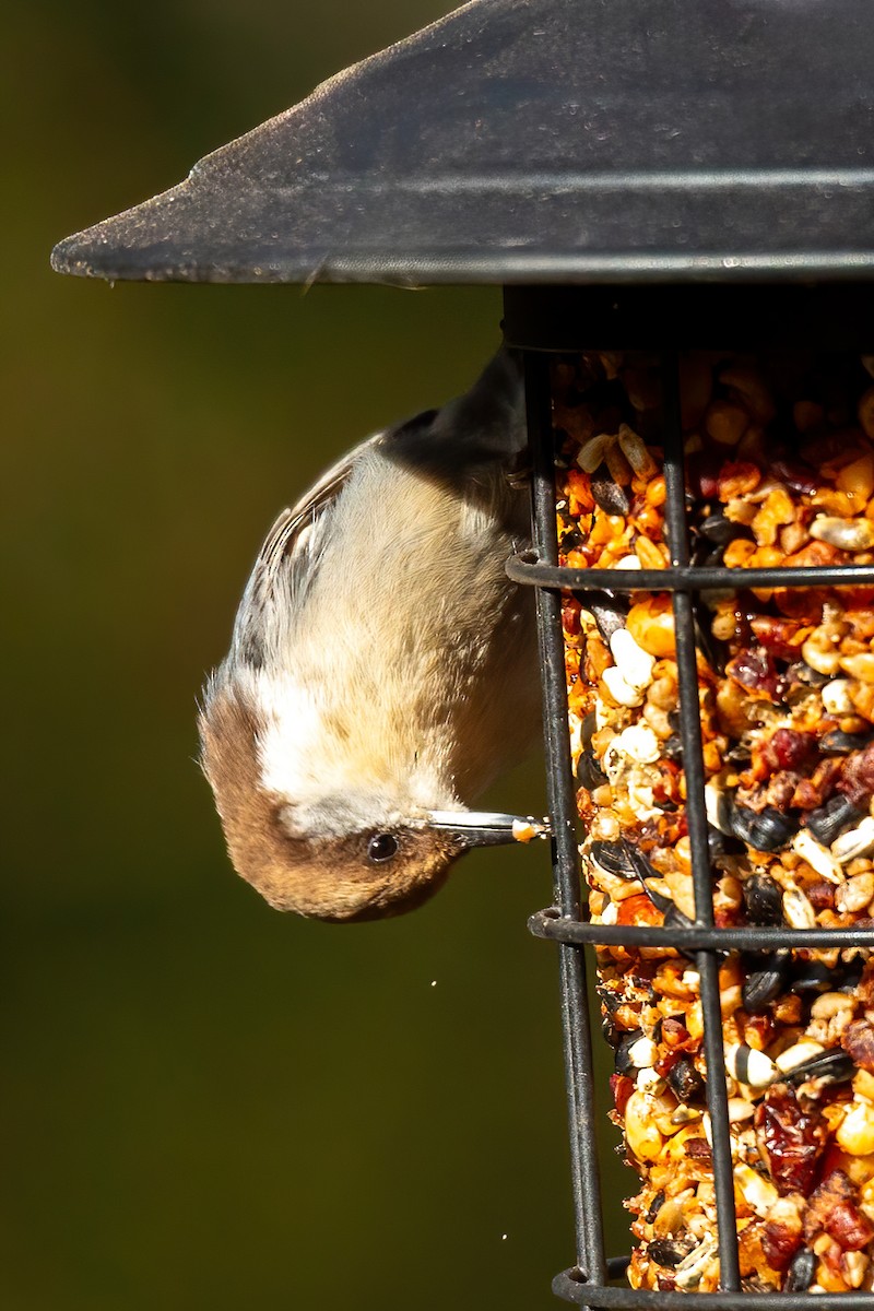 Brown-headed Nuthatch - ML647143549