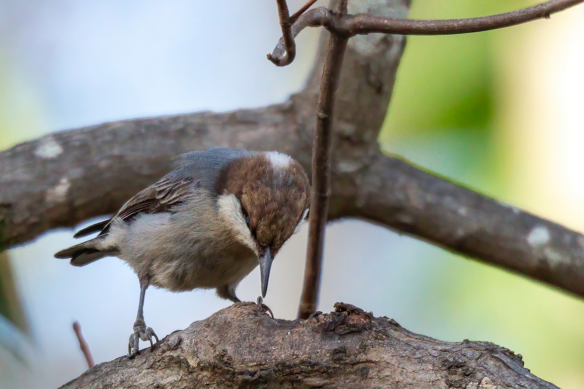 Brown-headed Nuthatch - ML647143550