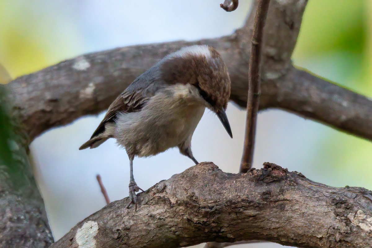 Brown-headed Nuthatch - ML647143551