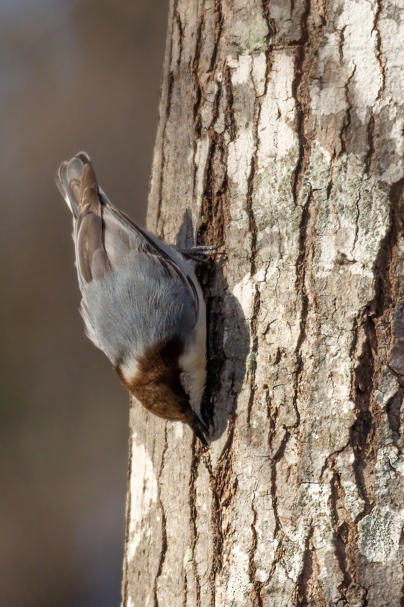 Brown-headed Nuthatch - ML647143552
