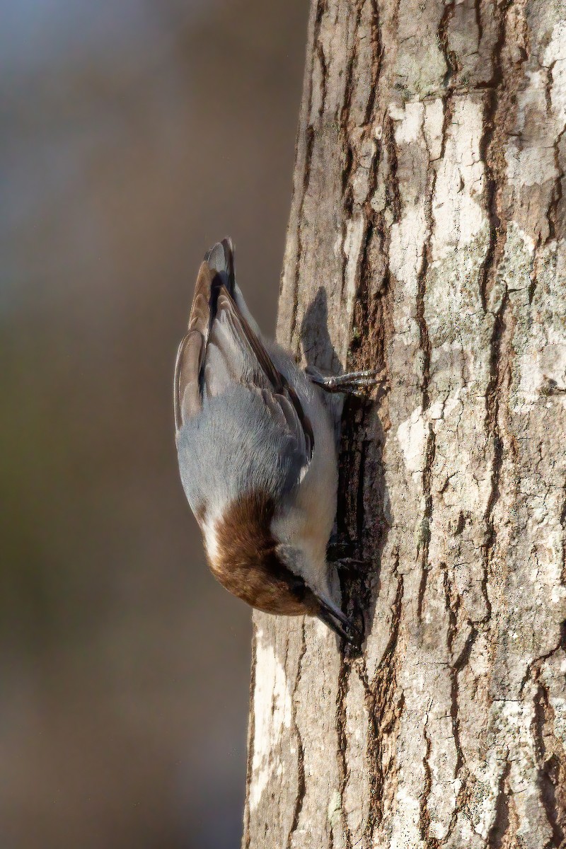 Brown-headed Nuthatch - ML647143553