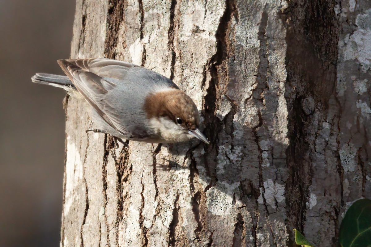 Brown-headed Nuthatch - ML647143554