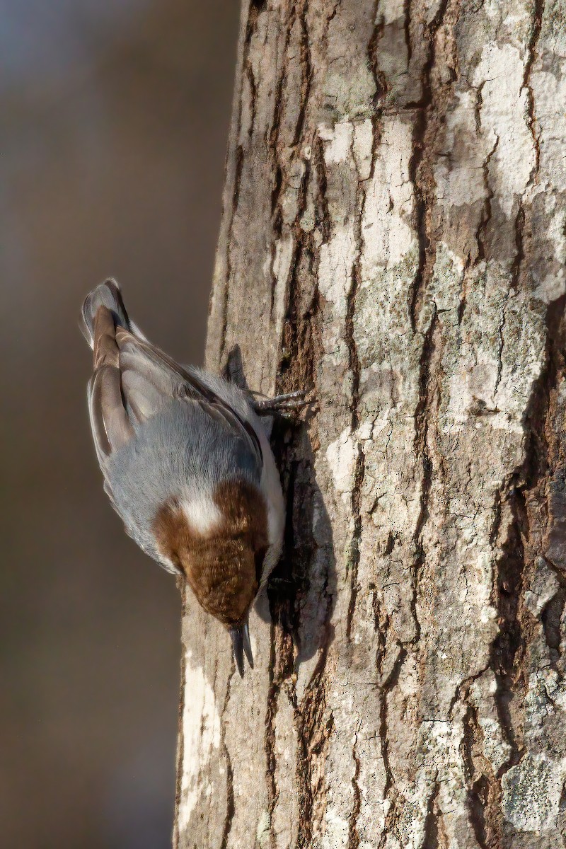 Brown-headed Nuthatch - ML647143555