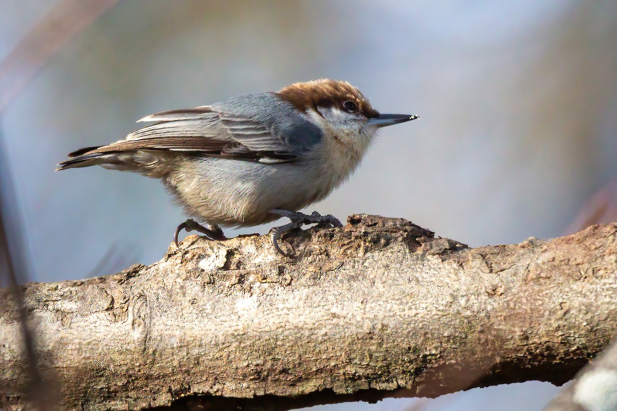 Brown-headed Nuthatch - ML647143556