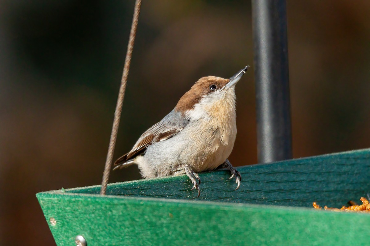 Brown-headed Nuthatch - ML647143558