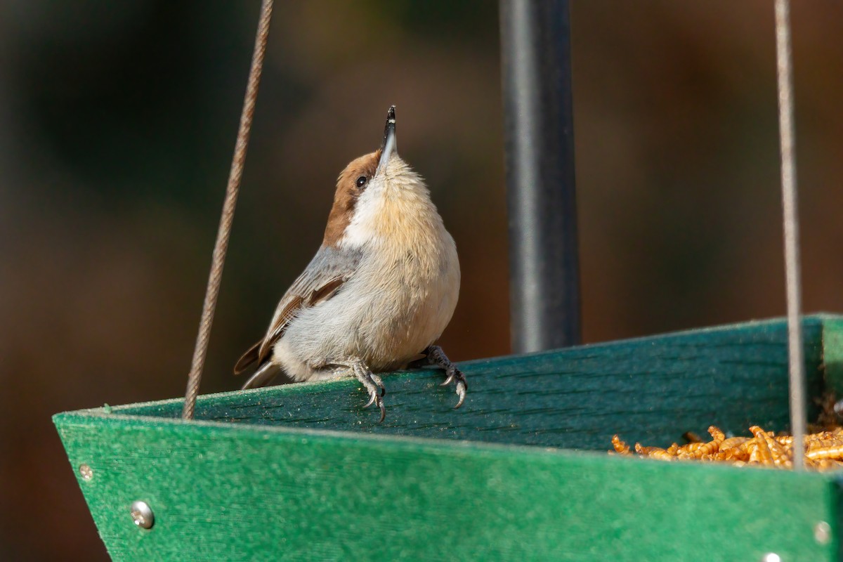 Brown-headed Nuthatch - ML647143559