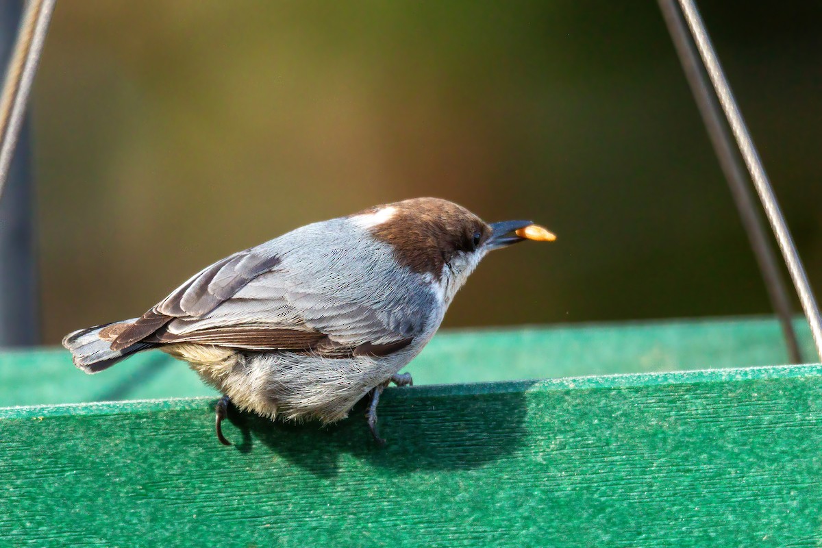 Brown-headed Nuthatch - ML647143560