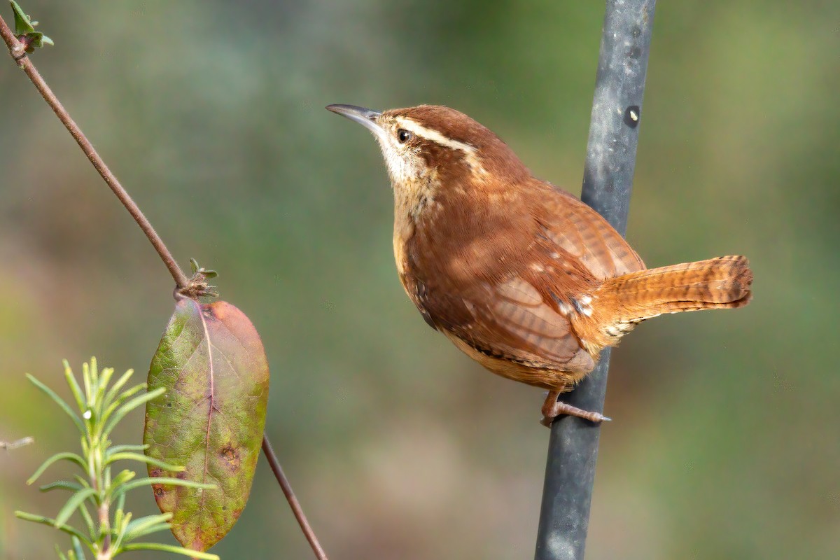 Carolina Wren - ML647143571