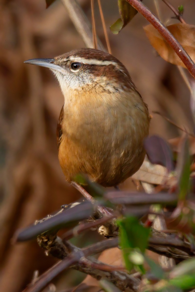 Carolina Wren - ML647143572