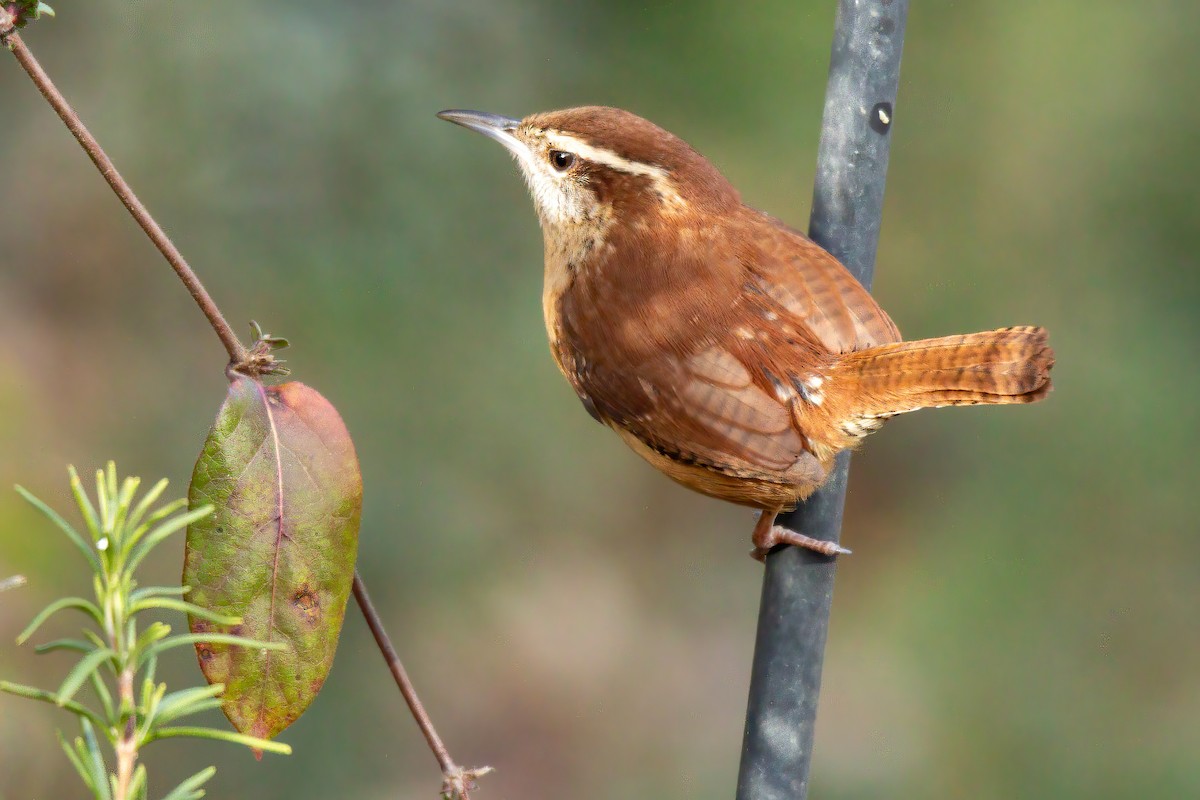 Carolina Wren - ML647143573