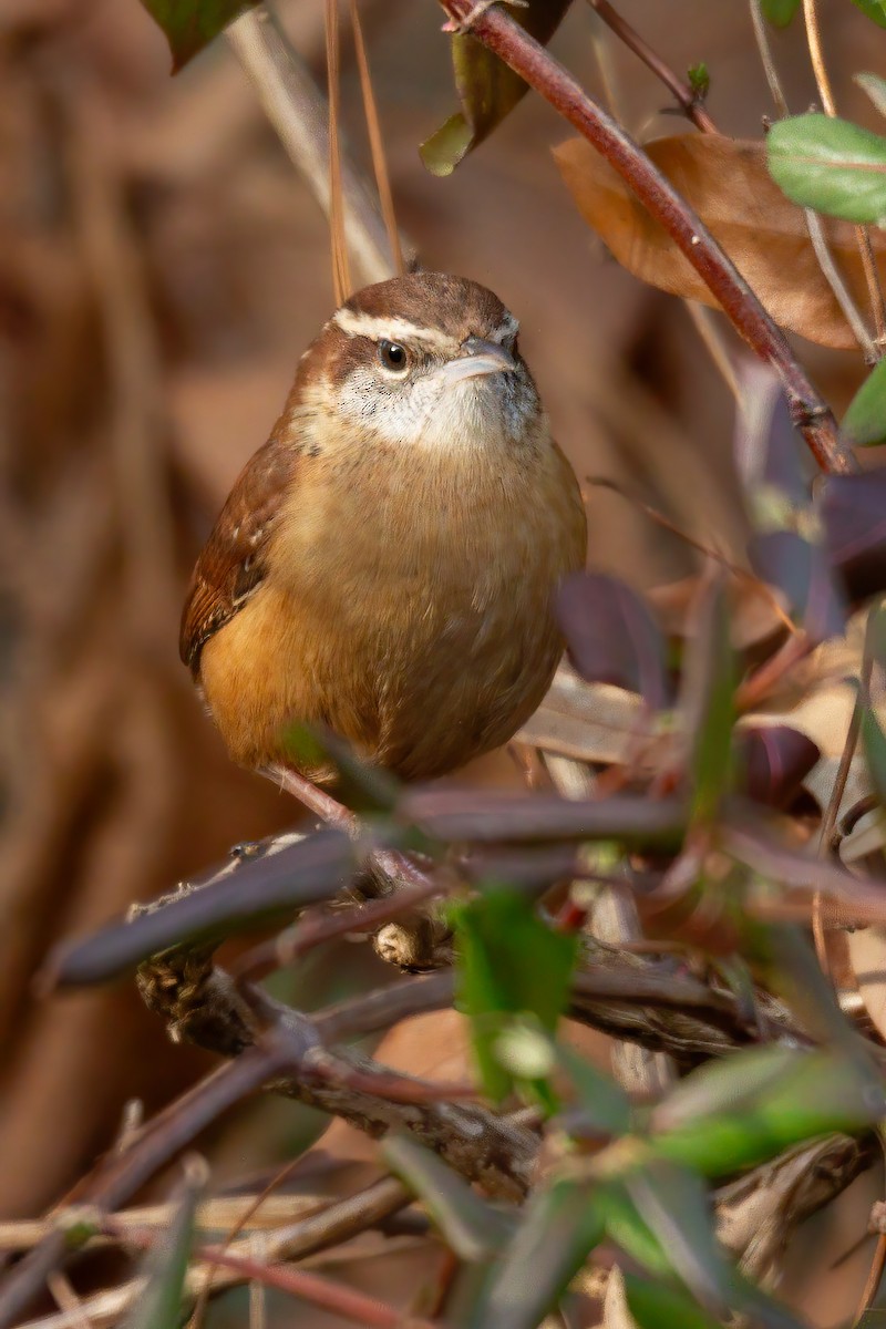 Carolina Wren - ML647143574
