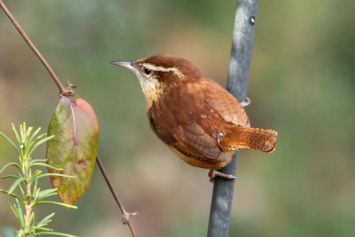 Carolina Wren - ML647143575