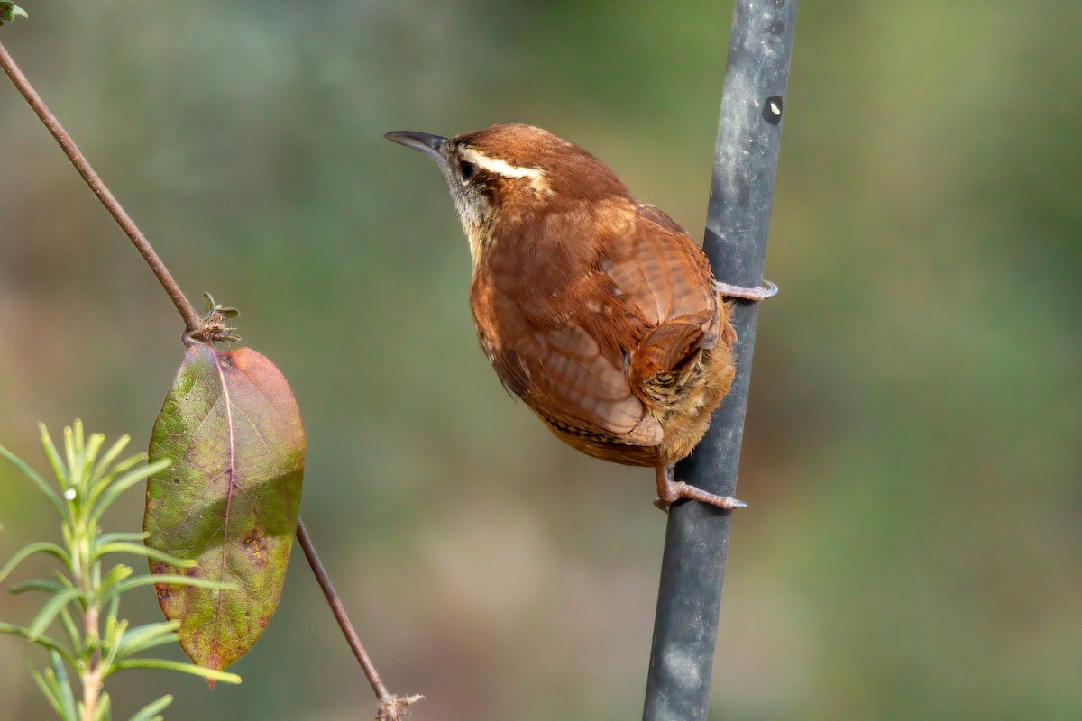 Carolina Wren - ML647143576
