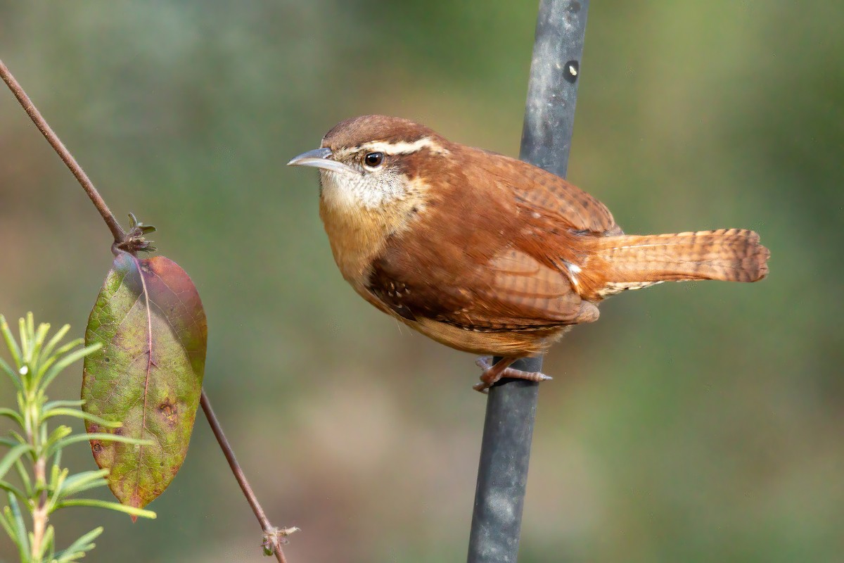 Carolina Wren - ML647143577