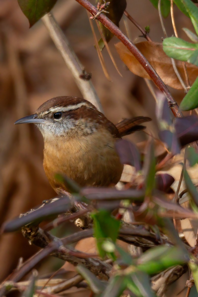 Carolina Wren - ML647143578