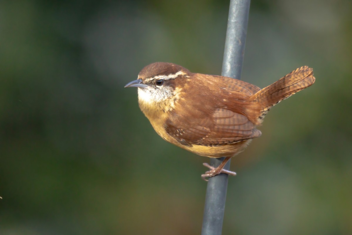 Carolina Wren - ML647143579