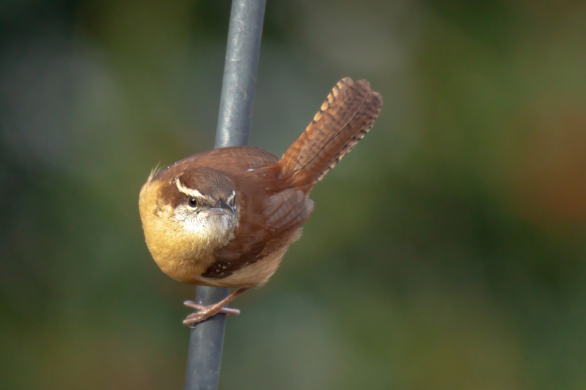 Carolina Wren - ML647143580