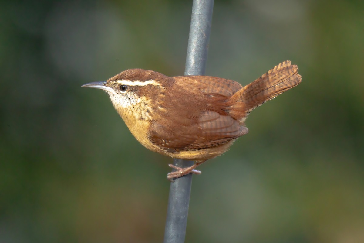 Carolina Wren - ML647143581