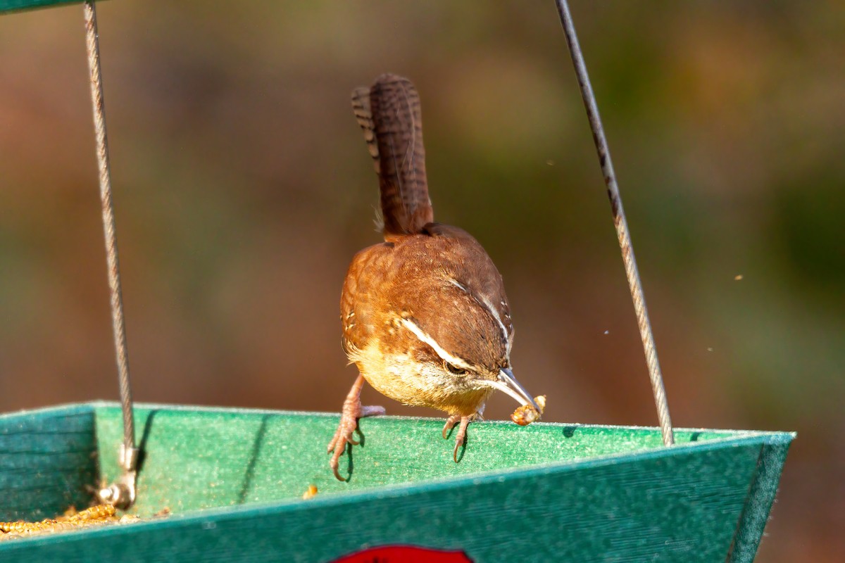 Carolina Wren - ML647143582