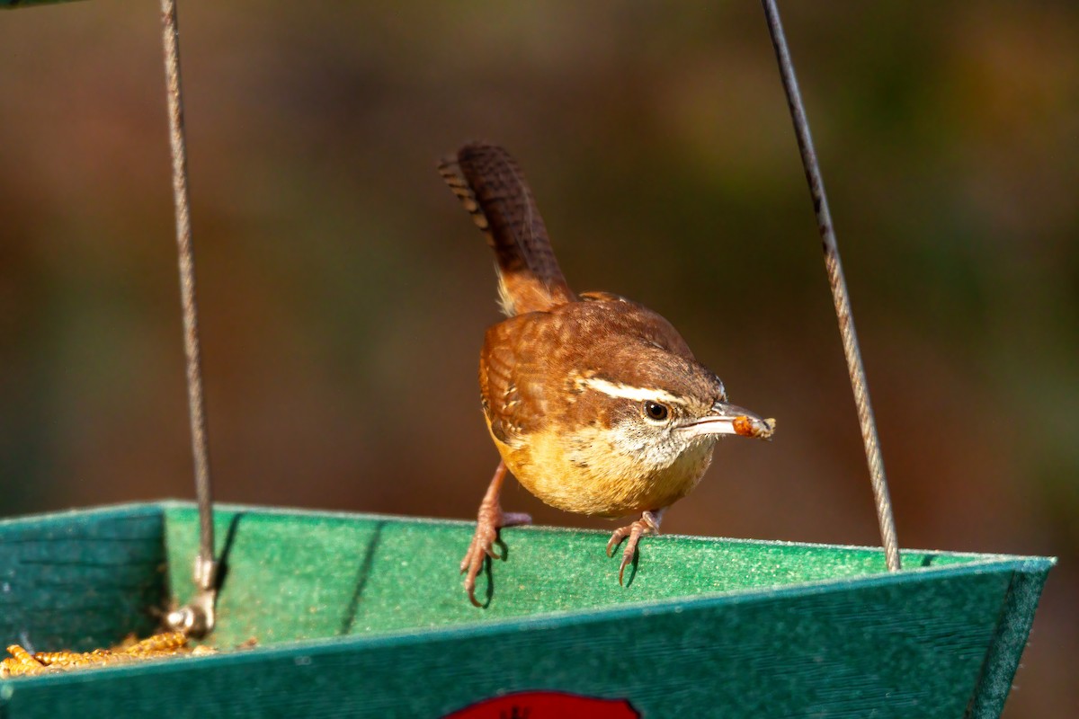 Carolina Wren - ML647143583