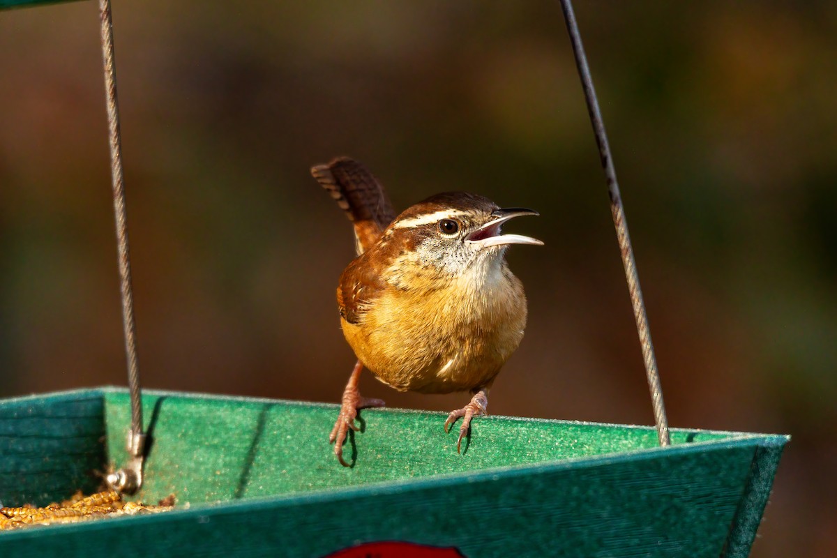 Carolina Wren - ML647143585