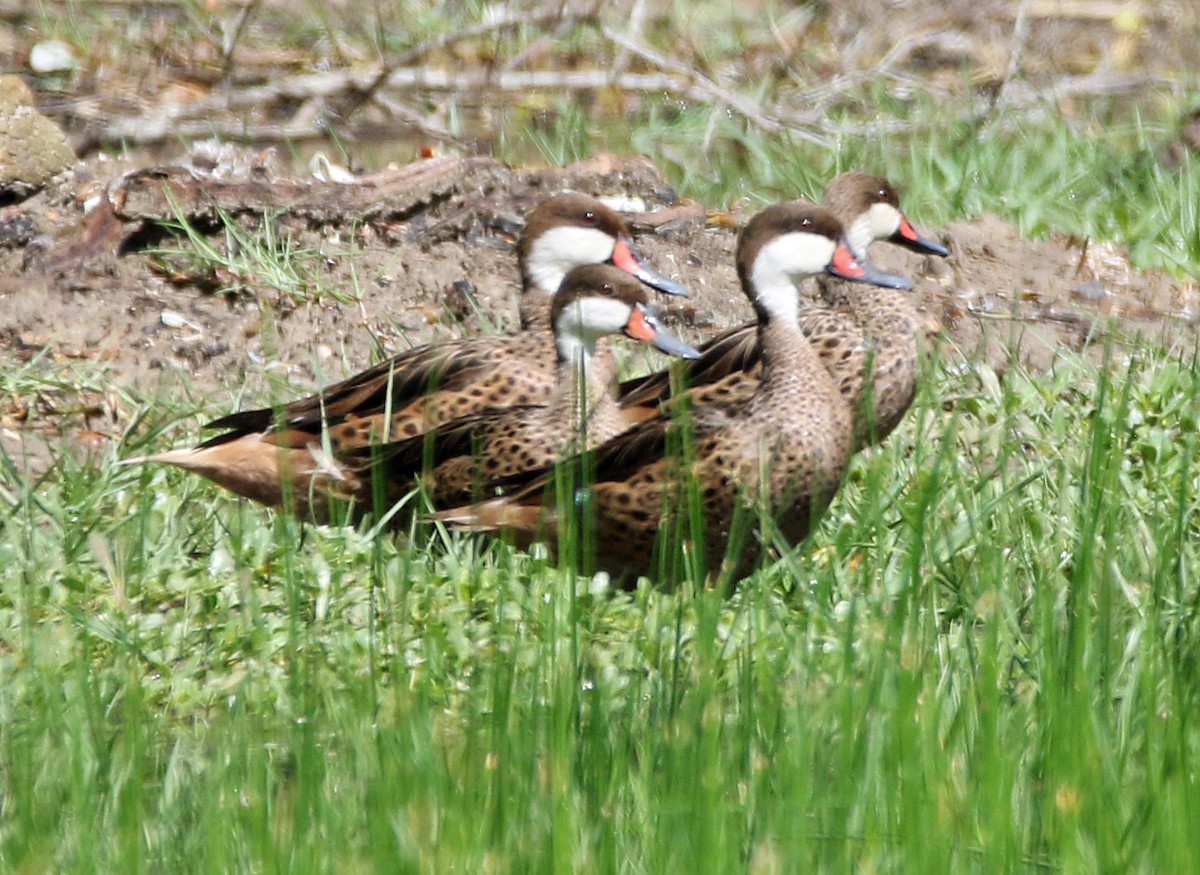 Bahamaente - ML647143602