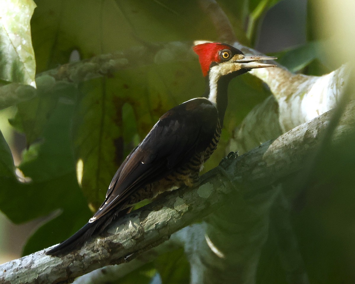 Crimson-crested Woodpecker - ML647143638