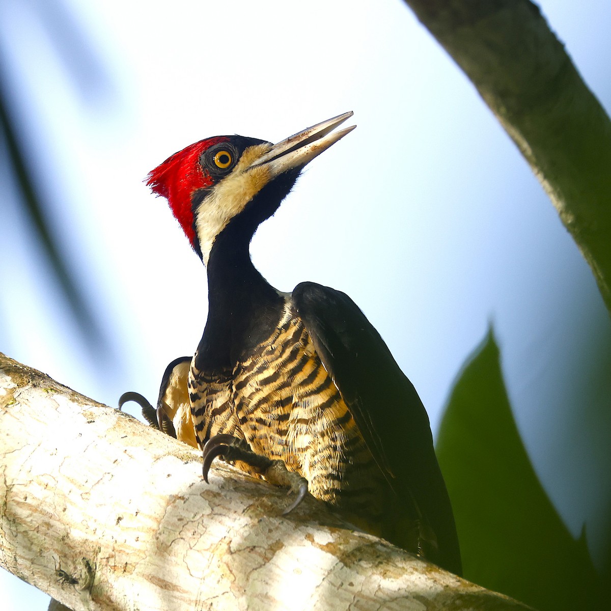 Crimson-crested Woodpecker - ML647143639