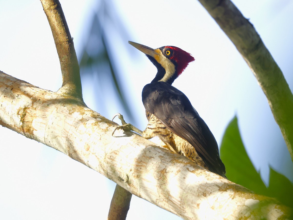Crimson-crested Woodpecker - ML647143640
