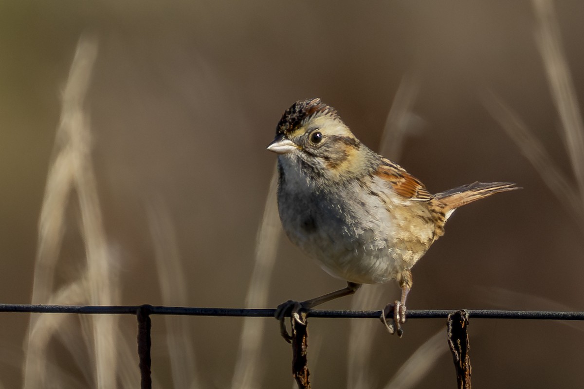 sumpspurv - ML647143671