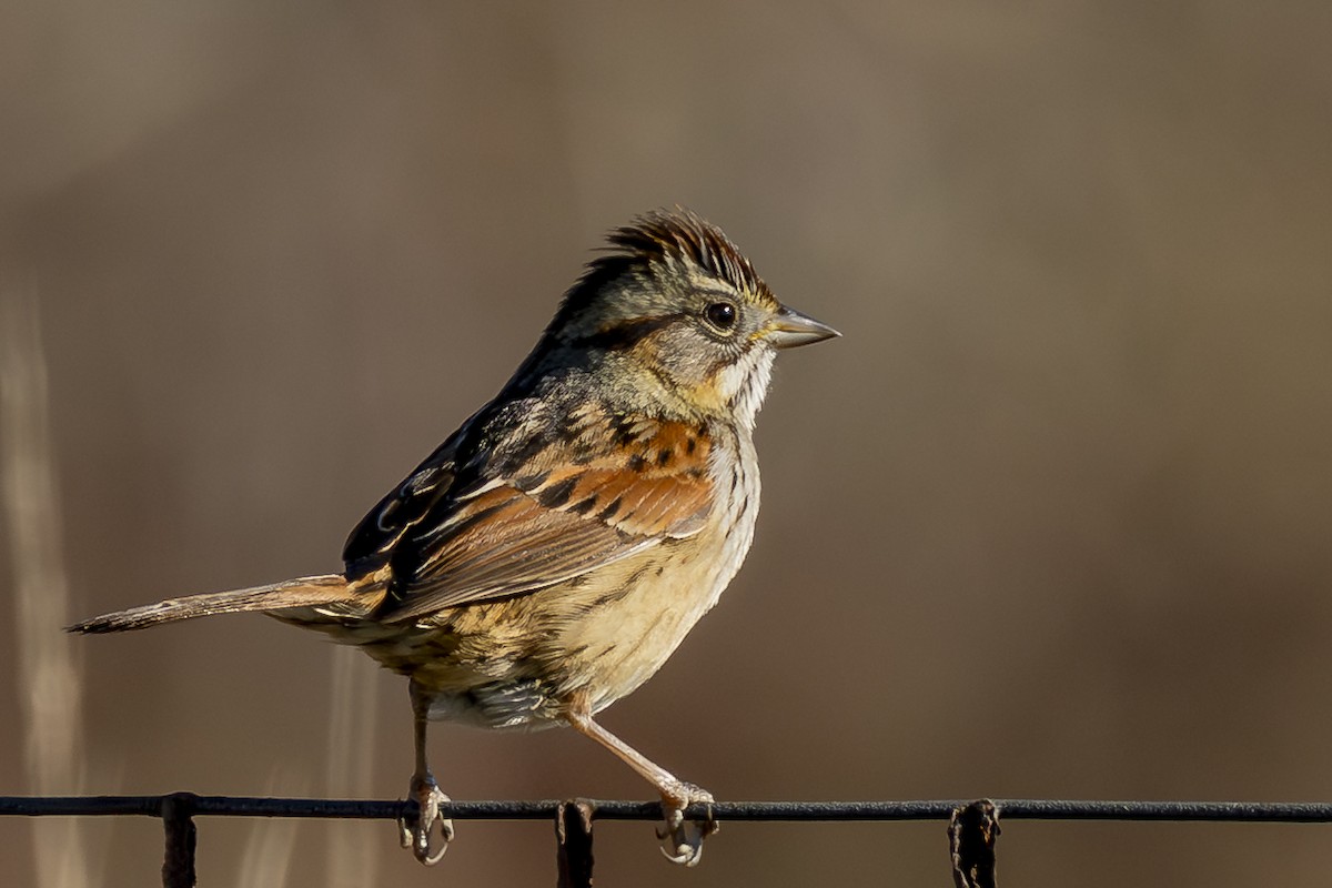 sumpspurv - ML647143672