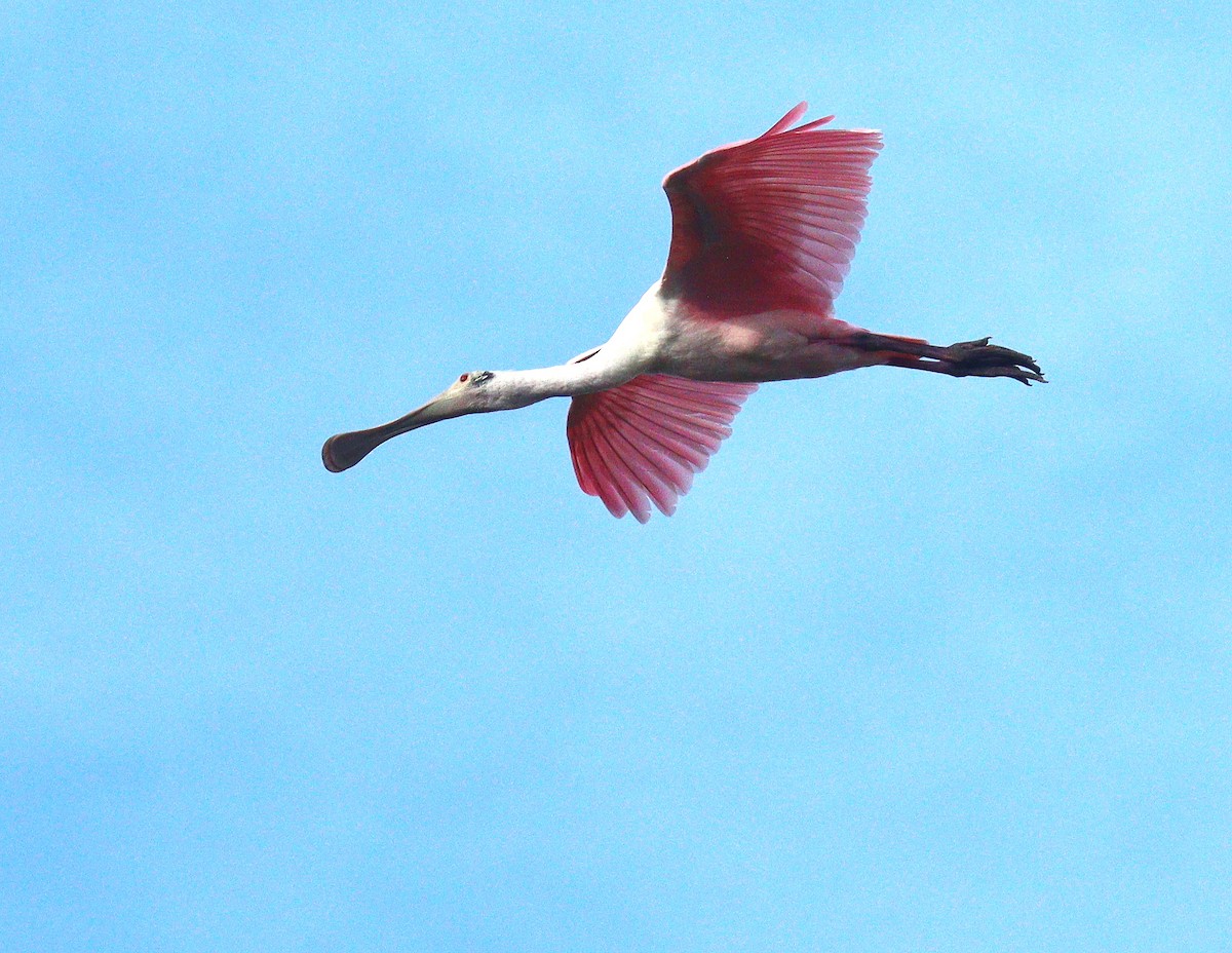 Roseate Spoonbill - ML647143701