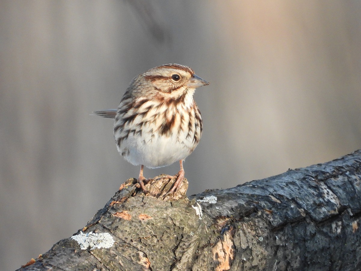 Song Sparrow - ML647143710