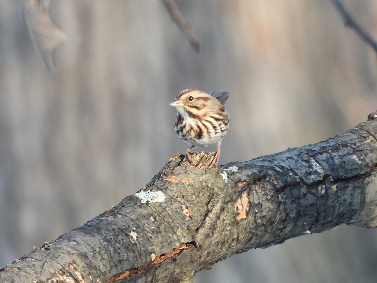 Song Sparrow - ML647143717