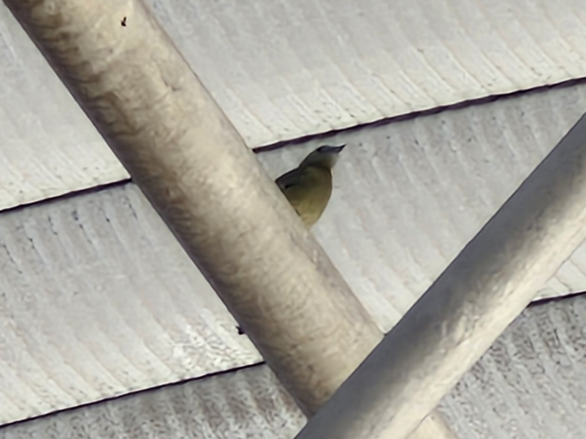 Palm Tanager - ML647143723