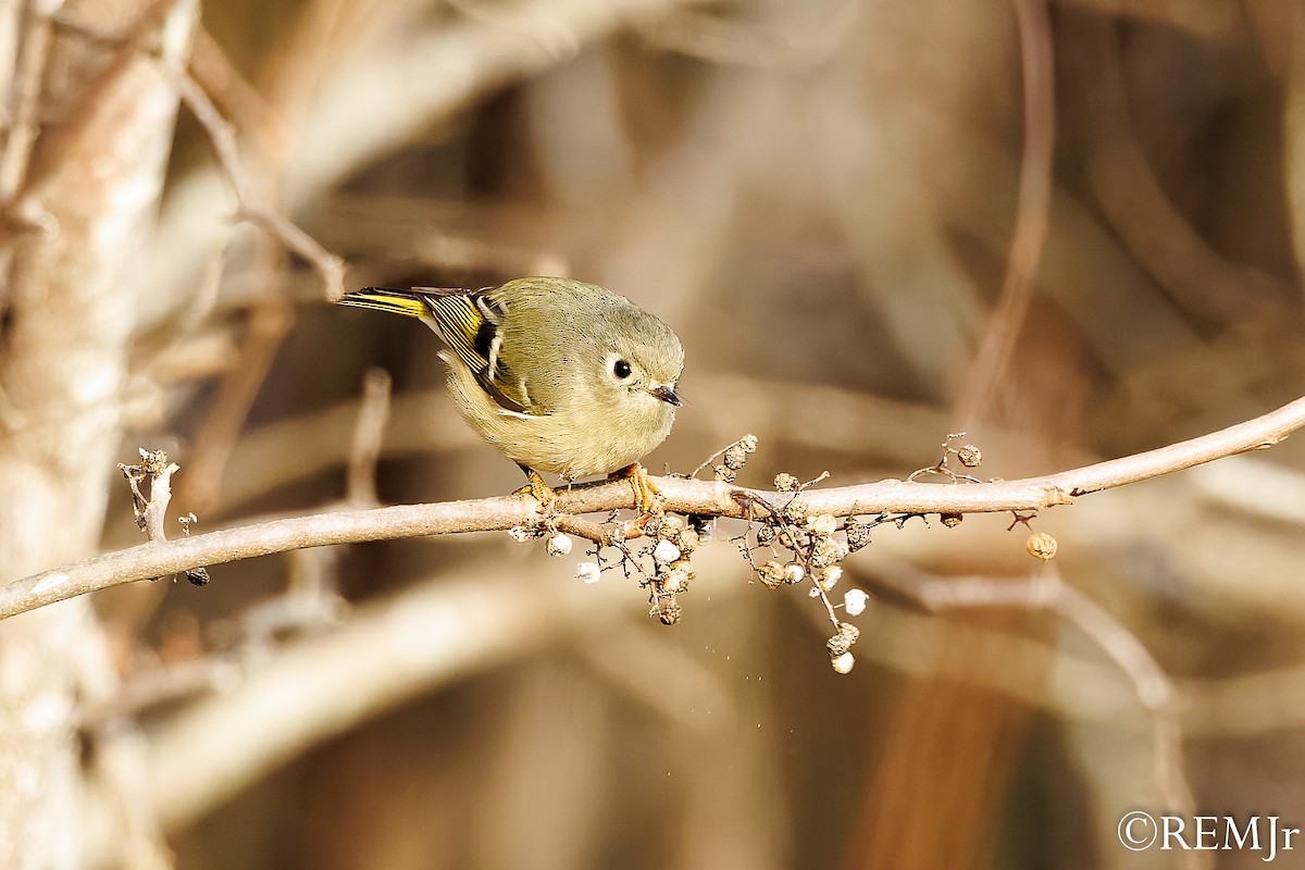 Ruby-crowned Kinglet - ML647143742