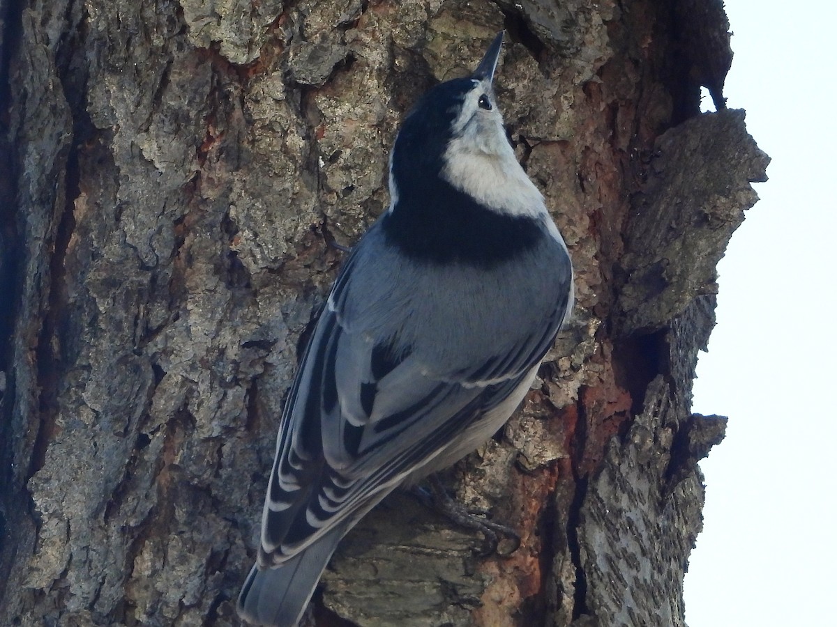 White-breasted Nuthatch - ML647143745