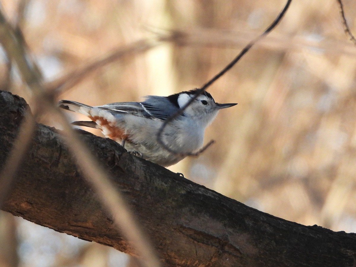 White-breasted Nuthatch - ML647143752