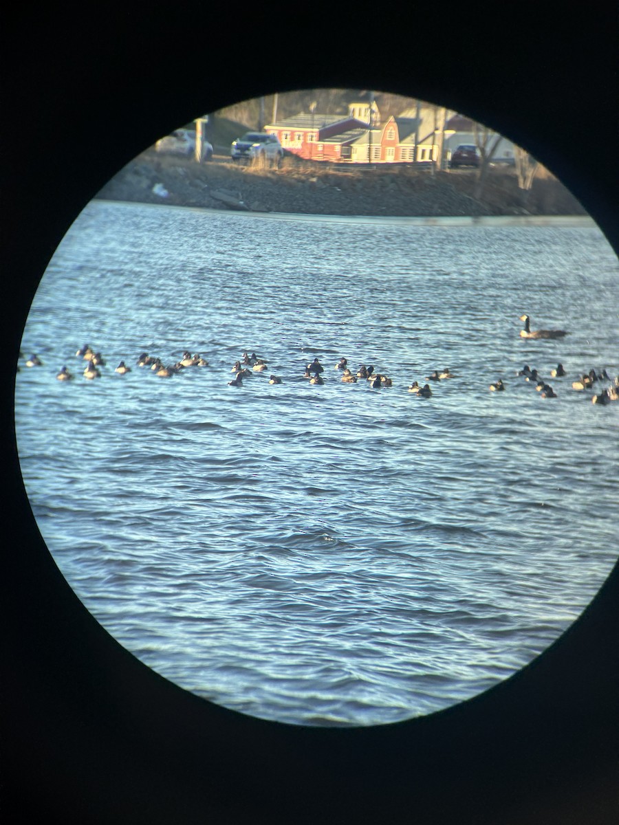 Ring-necked Duck - ML647143754