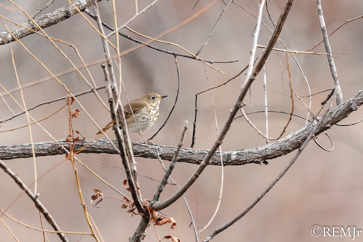 Hermit Thrush - ML647143755